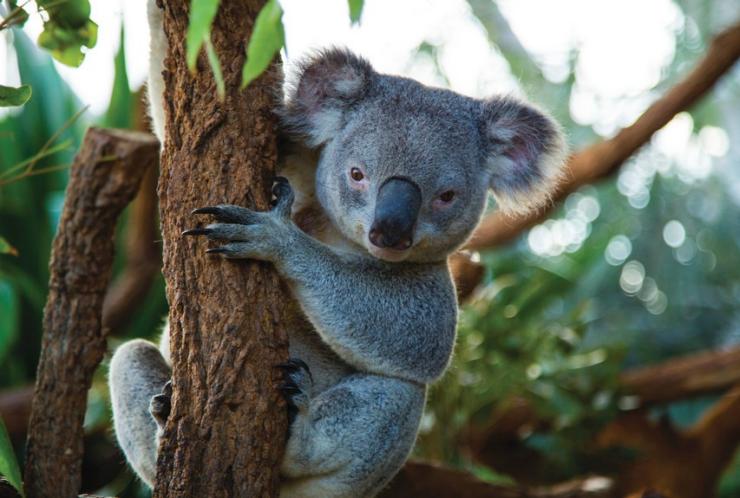 Koala at WILD LIFE Sydney Zoo, Sydney, New South Wales © Tourism Australia