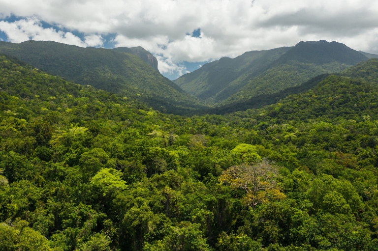 Aerial view of the rainforest canopy at Mossman Gorge, Daintree, Queensland © Tourism Australia Aerial view of the rainforest canopy at Mossman Gorge, Daintree, Queensland © Tourism Australia