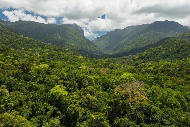 Aerial view of the rainforest canopy at Mossman Gorge, Daintree, Queensland © Tourism Australia Aerial view of the rainforest canopy at Mossman Gorge, Daintree, Queensland © Tourism Australia