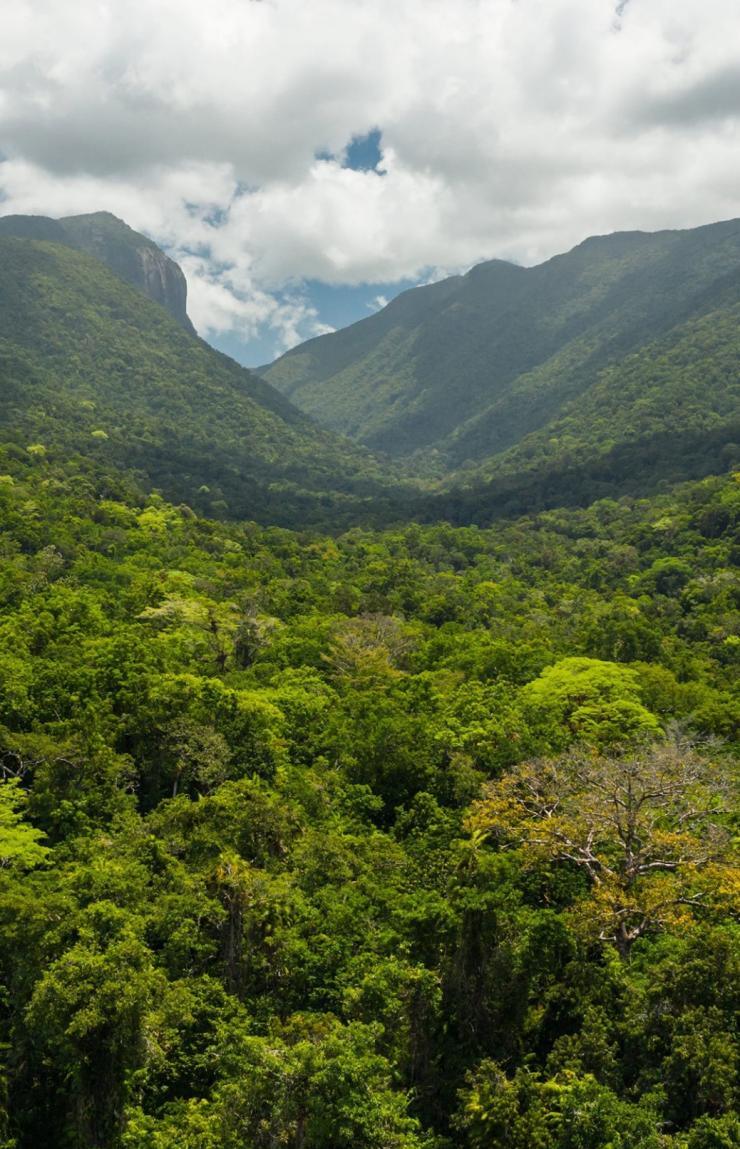 Aerial view of the rainforest canopy at Mossman Gorge, Daintree, Queensland © Tourism Australia