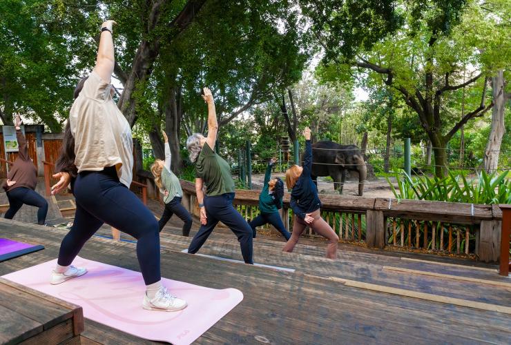 A group yoga session at Perth Zoo, Perth, Western Australia © Perth Zoo / The Hike Collective