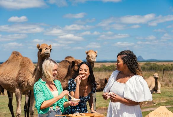 Three women enjoy morning tea with Camels in the background, Sunshine Coast, Queensland © Mystical Mountain Tours