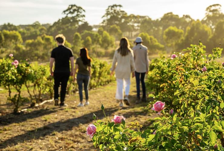 A group walks through the rose gardens at Jurlique Farm, Adelaide Hills, South Australia © Jurlique