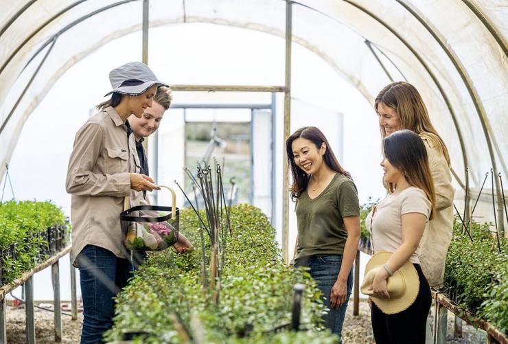 Guests learn about the botanics and plants with a Jurlique representative in one of the greenhouses on Jurlique Farm, Adelaide Hills, South Australia © Jurlique
