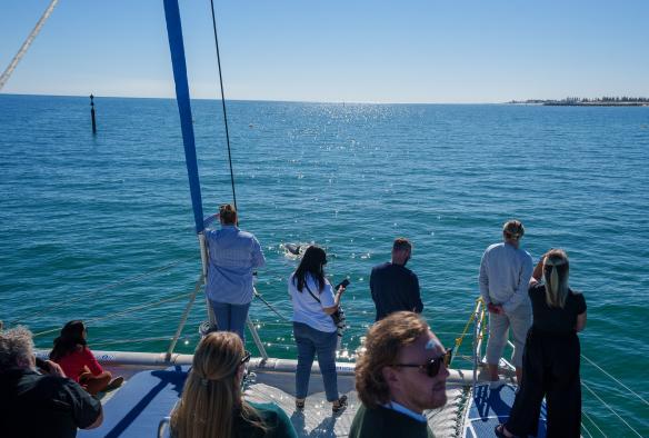 Watching dolphins swimming in the calm waters off Glenelg © Temptation Sailing