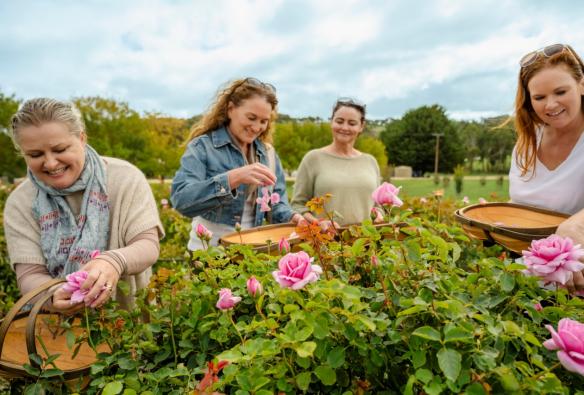 A small tour group harvest pink rose petals from a rose bush. © Beyond Wellness Co & Jurlique