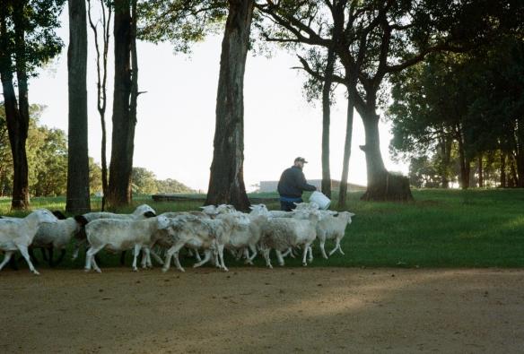 A flock of sheep are taken across the property of a winery, their job is to help keep undergrowth at bay. © Wayfinder Wines