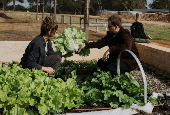 Staff at a winery pick giant bunches of lettuce from the onsite market garden. © Wayfinder Wines